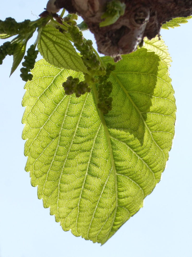 sunlight, freshness, clear sky, tree, day, fruit, sprout, low angle view, nature, 2K, outbreak, outdoors, leaves, tender leaves, leaf, plant, green color