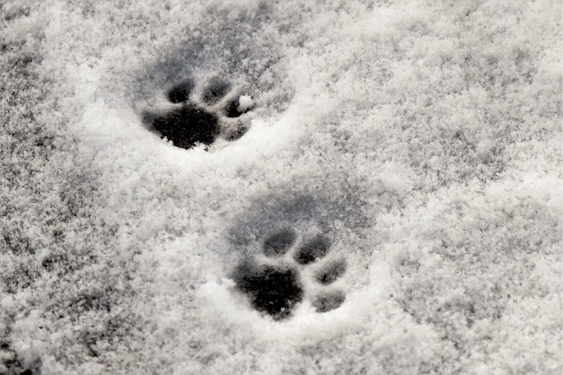 animal themes, animals in the wild, weather, reprint, cold - Temperature, white color, one animal, paw, frozen, cold temperature, winter, no people, paw print