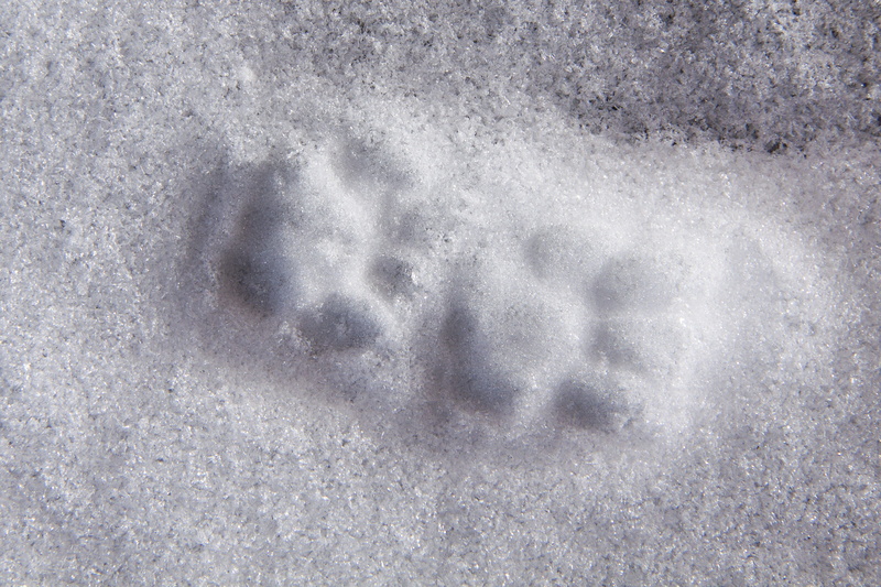 Paw, winter, print, paw print, Animal Track, land, Reprint, backgrounds, directly above, day, full frame, cold temperature, Snow, no people, pattern, weather