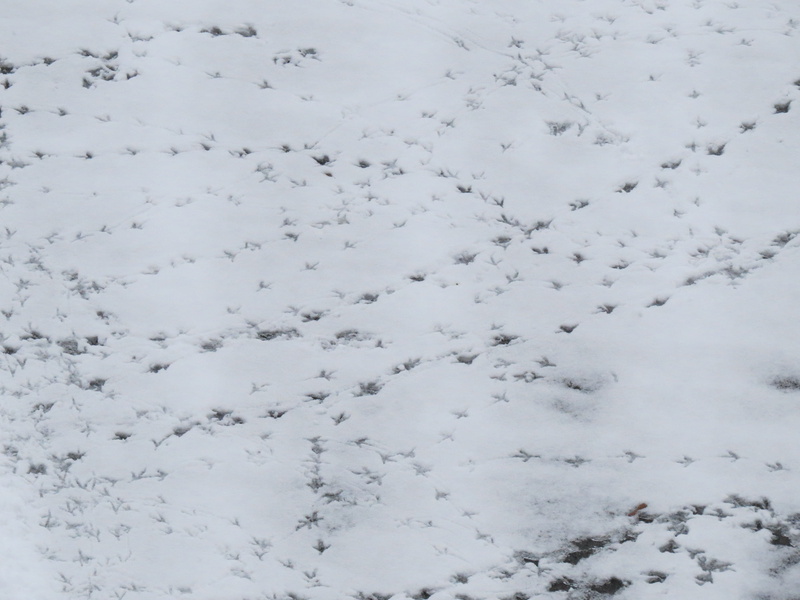 cold, full frame, nature, environment, bird tracks, white color, thawing, textured, covering, high angle view, scenics - nature, abstract, White, pattern