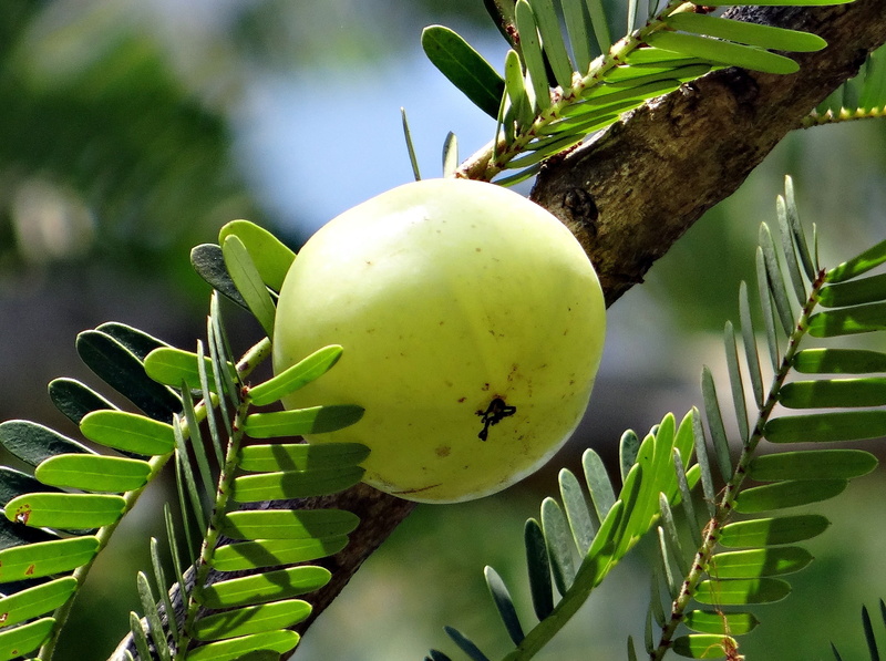 amalika, round, 2K, tree, freshness, india, food and drink, day, plant, close, green, focus on foreground, summer, branch, photography, nature, healthy eating