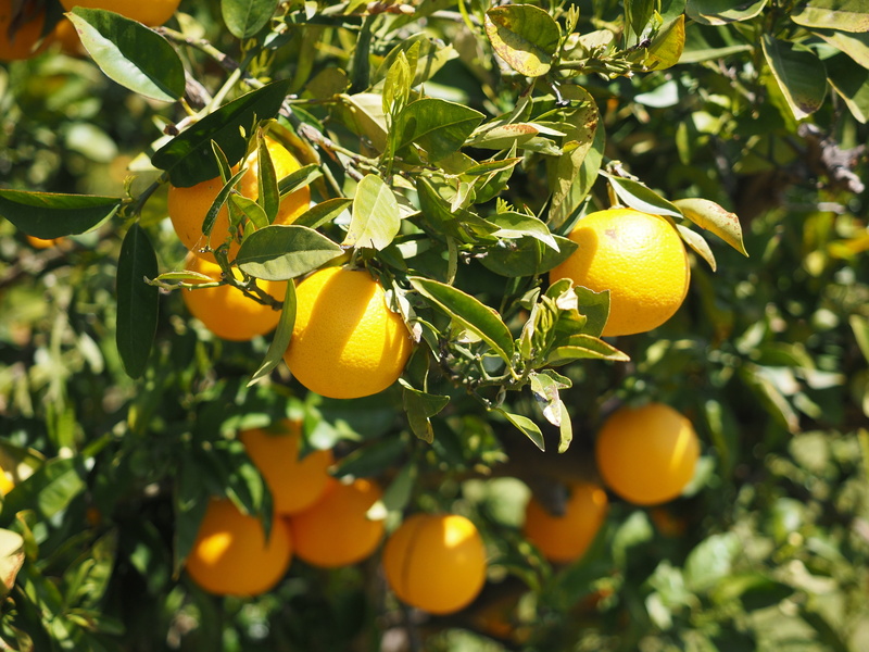 rutaceae, foliage, orange color, nature, fruits, leaf, growth, vitamin c, citrus fruits, food, orange, delicious, yellow, sweet oranges, tree, ripe, mediterranean