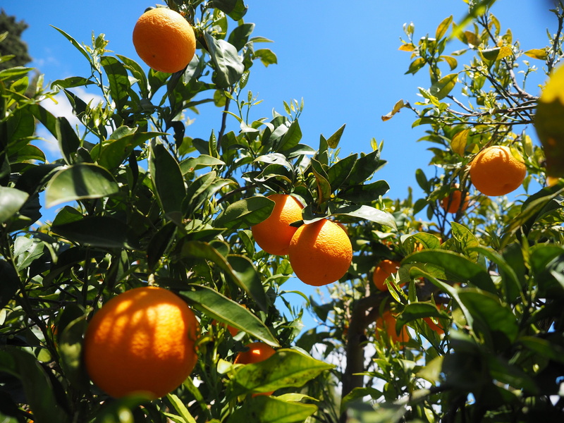 outdoors, nutrition, vitaminhaltig, plant, branch, orange tree, fruit, tropical fruit, sweet, sweet oranges, fruits, food, diamond green, leaf, freshness