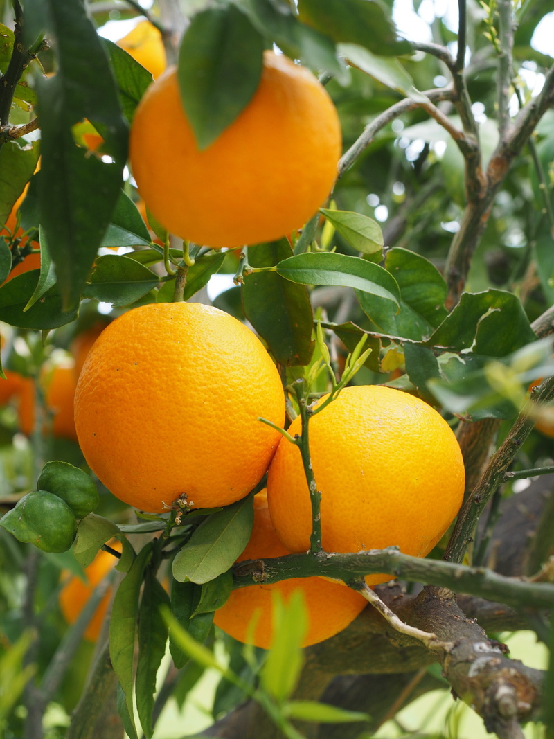 plant part, frisch, no people, ripe, bush, organic, orange tree, food, 4K, oranges, outdoors, leaves, delicious, nutrition, freshness, healthy eating