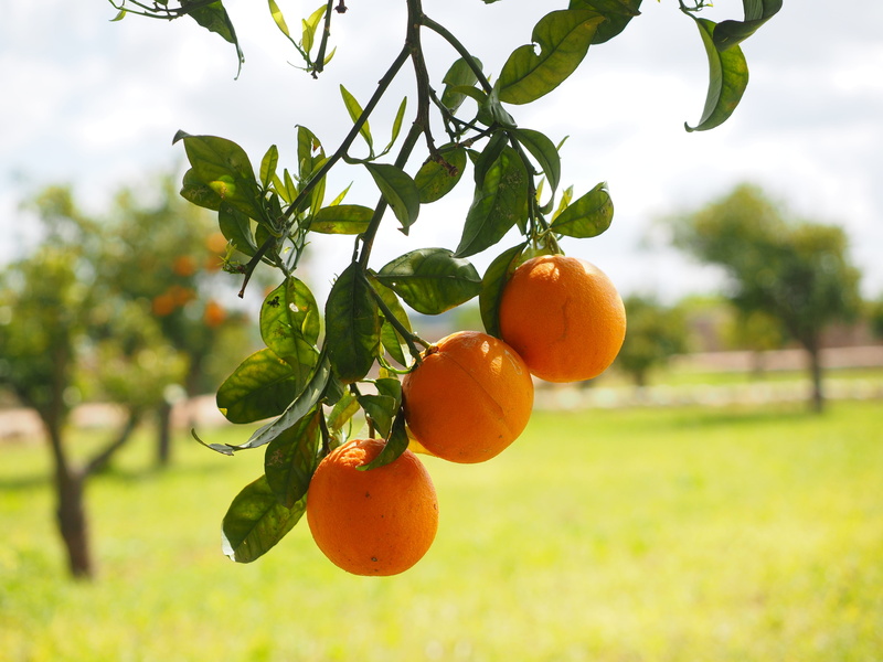 citrus tree, plant, orchard, diamond green, sweet, food and drink, tree, orange grove, delicious, farm, plant part, nature, freshness, green color, vitaminhaltig