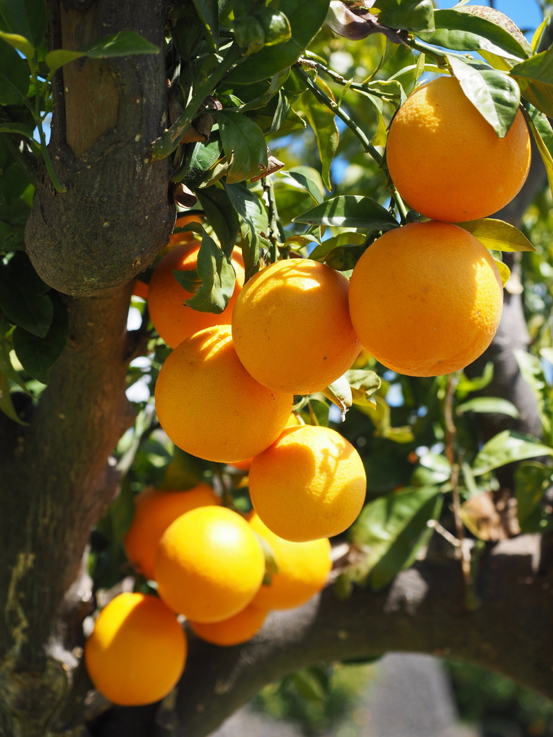 leaf, food, freshness, leaves, citrus tree, healthy, oranges, about, wellbeing, plantation, plant, tree, outdoors, agriculture, aesthetic, fruit, nutrition