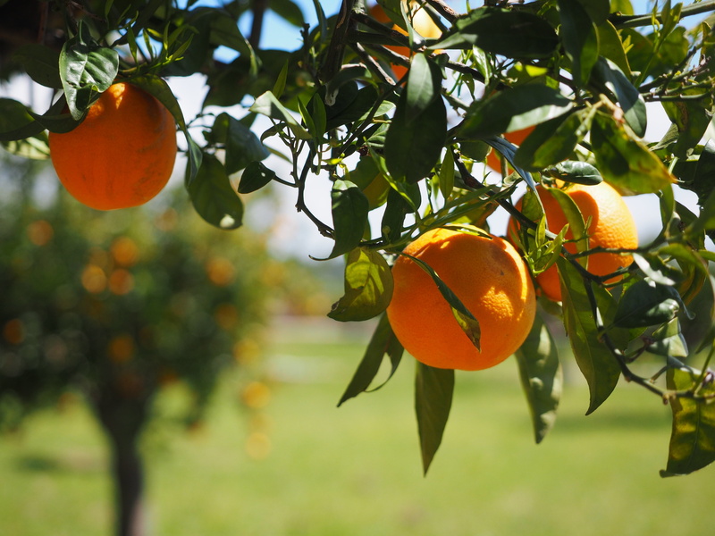 tree, nutrition, citrus tree, foliage, freshness, plant, tropical fruit, aesthetic, fruit, focus, fruity, growth, rutaceae, photography, 4K, vitaminhaltig