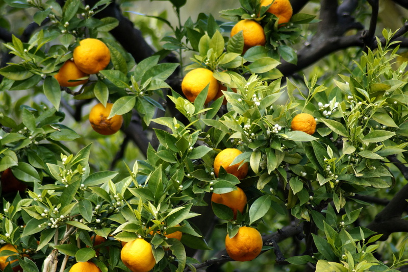 freshness, citrus fruit, growth, fruit, day, oranges, food, citrus tree, citrus, outdoors, orange blossom, vitamins, fruity, tropical fruit, bloom, healthy