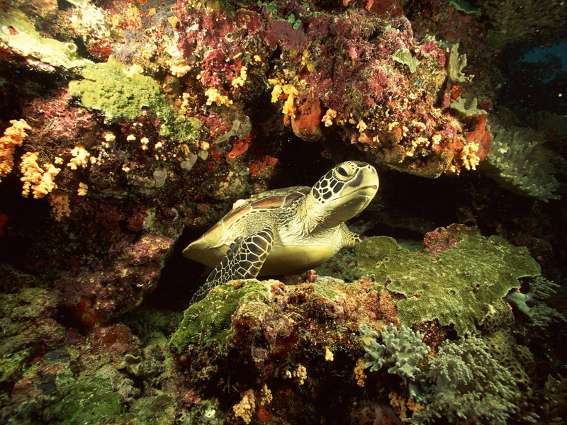 swimming, nature, undersea, sea, animal wildlife, sea life, one animal, marine, underwater, 720P, invertebrate, animal, fish, vertebrate, turtle, reptile