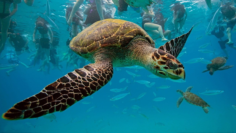 undersea, swimming, animals in the wild, sea turtle, vertebrate, yellow, sea, turquoise colored, animals, 1080P, reptile, turtle, fish, underwater, brown