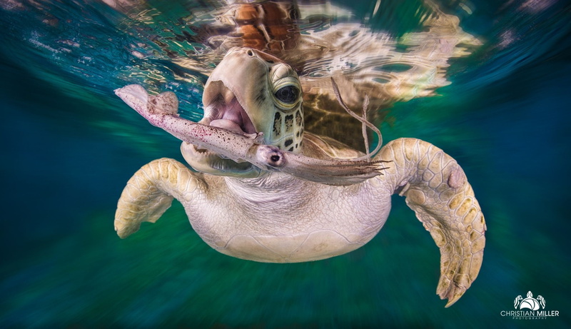 focus on foreground, animal, turtle, animals, mammal, animals in the wild, day, undersea, muzzles, marine, sea, outdoors, water, close-up, no people, animal wildlife