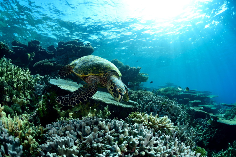 sea, turtle, animals in the wild, marine, underwater, swimming, water, animal wildlife, coral, outdoors, nature, reptile, no people, reef, animal, animal themes