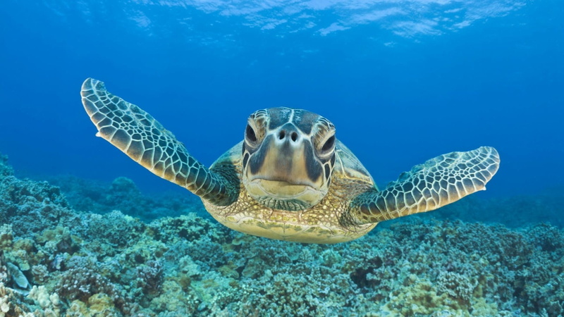 animal themes, sea, no people, sea turtle, animal, marine, coral, animal wildlife, 1080P, one animal, vertebrate, sea life, swimming, turquoise colored
