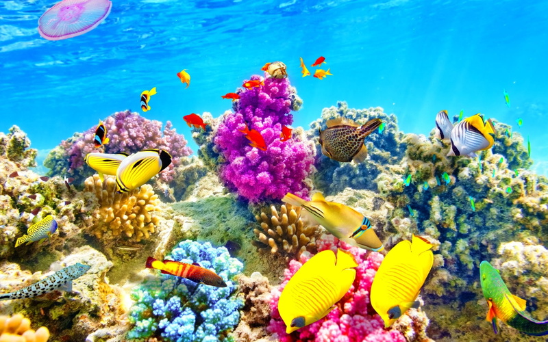 underwater, animal, group of animals, sealife, nature, ocean, marine, ecosystem, water, sea life, animals in the wild, animal wildlife, sea, coral, invertebrate