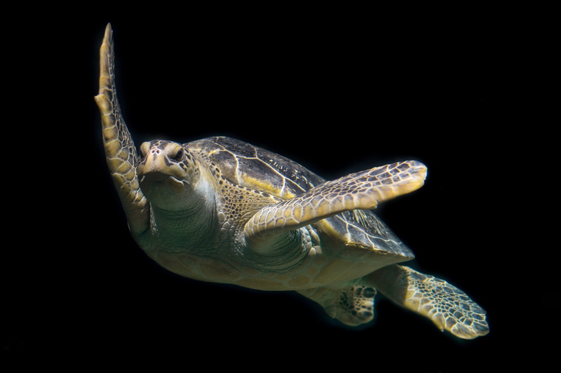 animal eye, sea, animal wildlife, green sea turtle, animal themes, ocean, reptile, animal body part, close-up, turtle, outdoors, aquatic, photo, reef, vertebrate