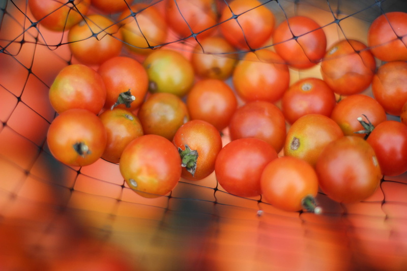 outdoors, day, focus, selective focus, tomatoe, orange color, red, wellbeing, autumn, group of objects, tomatoes, abundance, close-up, salad, no people
