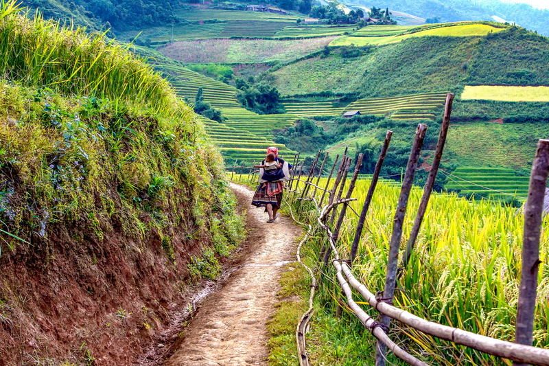 the way home, agriculture, land, crop, sunlight, growth, riding, outdoors, tree, scenics - nature, transportation, dirt, beauty in nature, terraces, field