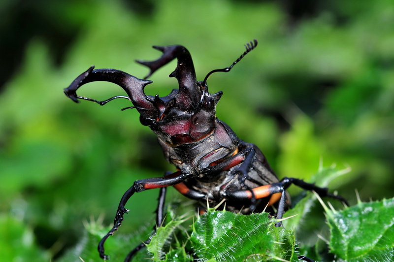 animal wildlife, animal, close-up, leaf, green color, taiwan mountains, animals in the wild, invertebrate, day, outdoors, black color, selective focus