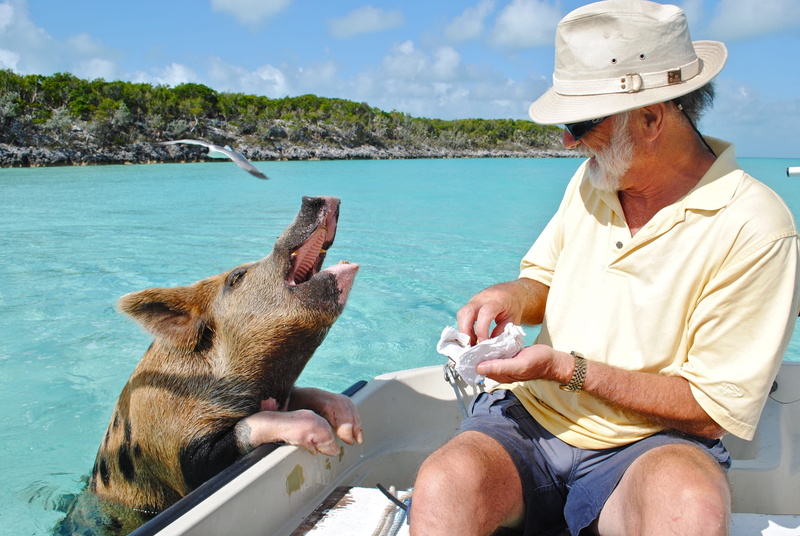 outdoors, domestic animals, brown, sea, swimming pig, hat, pig, boat, day, adult, sitting, feeding, senior adult, real people, one animal, caribbean, 2K