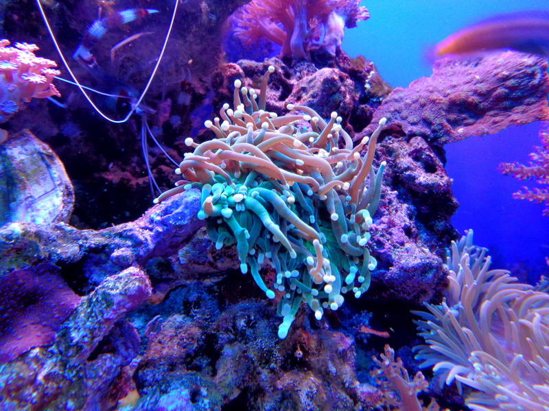 5K, purple, no people, undersea, cay, animal wildlife, sea life, photography, marine, one animal, water, sea, beauty in nature, underwater, animals in the wild