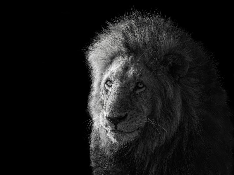 1080P, Leo, the king of beasts, Lion, king of the animals, James Cai