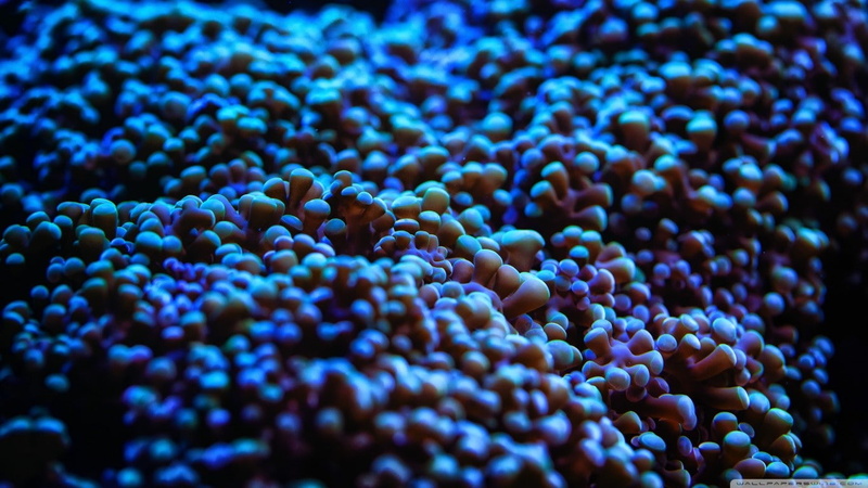marine, coral, undersea, full frame, sea, sea anemones, animal wildlife, animal themes, water, no people, blue, backgrounds, abundance, animals in the wild