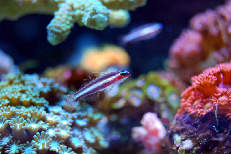 tropical, reef, underwater, swimming, coral, life, sea life, underwater diving, one animal, invertebrate, undersea, animal themes, vertebrate, water, 4K