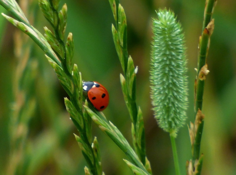 leaf, macro, Tier, photography, Animal, beetle, insect, summer, close-up, LadyBug, red, selective, bug, green Color, nature, 720P, Natur, grass, lady bug