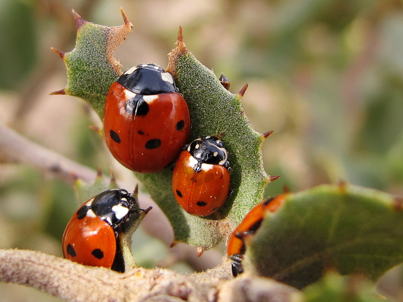 Animalia, summer, Cucujoidea, three, escarabajo, spot, convergent lady beetle, beetle, leaf, siete, Insecta, 2K, ladybirds, Cucujiformia, insect, mariquita