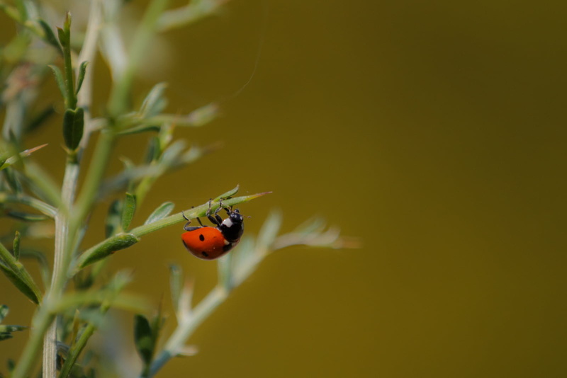 coccinella, animal, lady, insect, ladybug, septempunctata, macro, nature, bug, summer, mariquita, fauna, ladybird, grass, macro photography, green Color