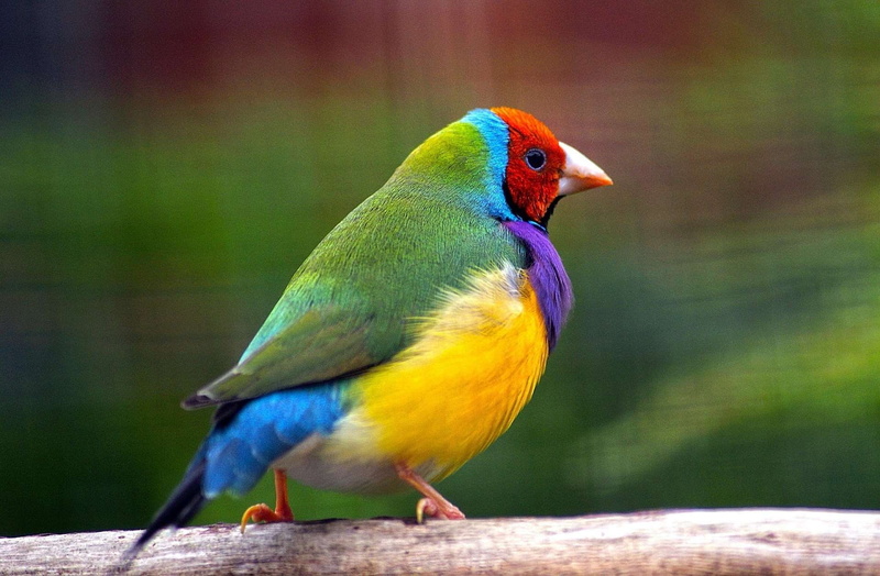 1080P, gouldian finch, animal themes, close-up, colorful, branch, wood - material, animals in the wild, wildlife, no people, day, goulds, blue, animal