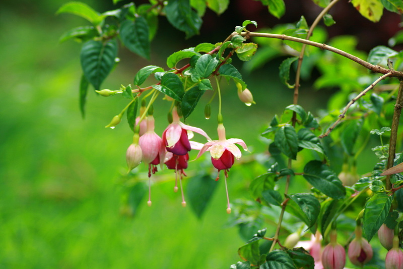 udhagamandalam, leaf, flowers, agriculture, day, food, nature, red, gem, vacation, com, Fuchsia, fruit, branch, rains, ooty, summer, canon  xti, St helena  school