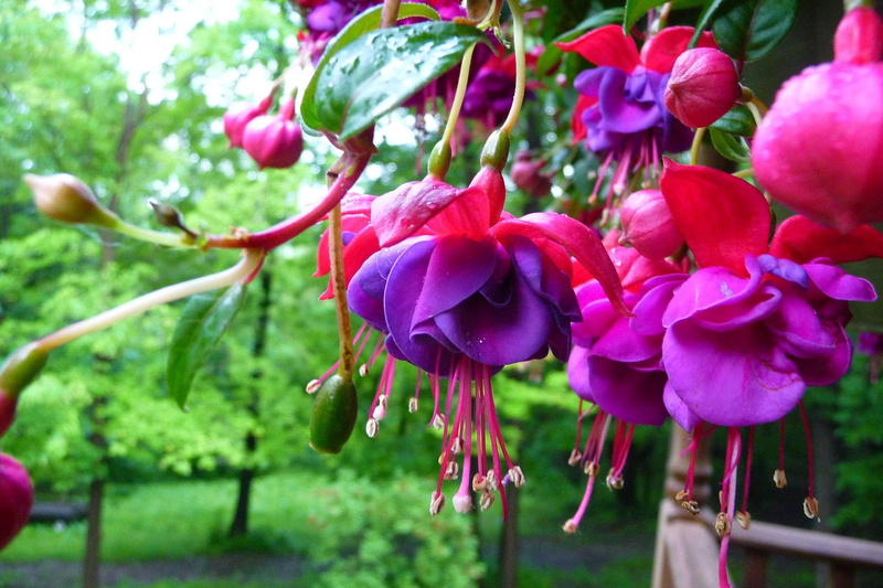 purple, flower, 3d and abstract, flowers, 1080P, trees, colors, nature, pink, fuchsia