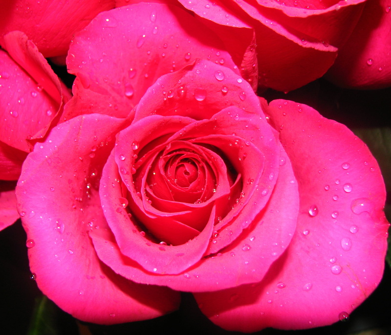 flower, close-up, digital photography, petal, photography, 1080P, rose - Flower, macro, magenta, il, Rose  red, rose, beauty In Nature, flower Head, canon