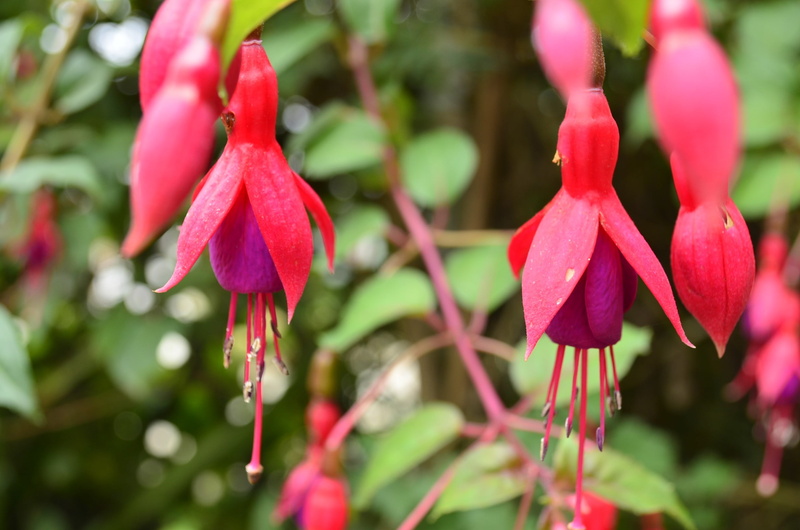 freshness, plant, Nepal, beauty in nature, no people, pink color, selective focus, outdoors, flower, pink, botany, vulnerability, inflorescence, nature