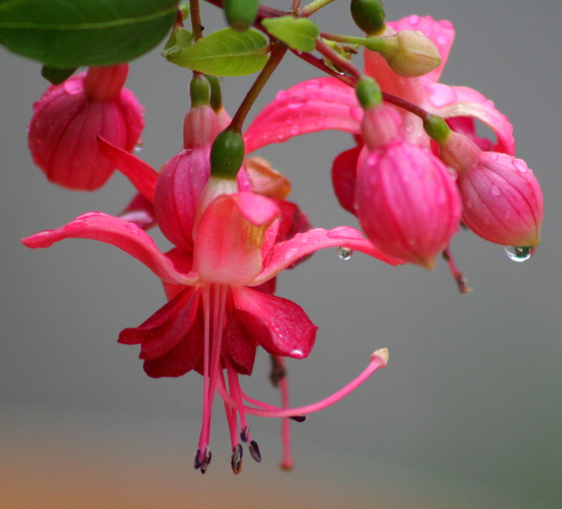 dornoch, close-up, scotland, day  Flower, Macro, sutherland, plant, pink Color, rain  water, nature, NO LIMITS, bokeh, flower Head, Fuchsia, my street