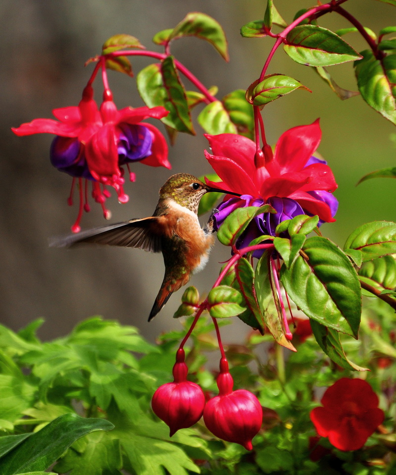 bird, nature, close-up, outdoors, leaf, beauty in nature, pollination, wildlife, purple, hummingbird, animals in the wild, flower, vertebrate, 2K, green