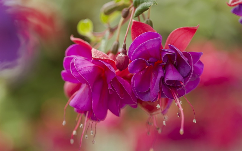 Flowers, 1080P, close, Buds, Fuchsia