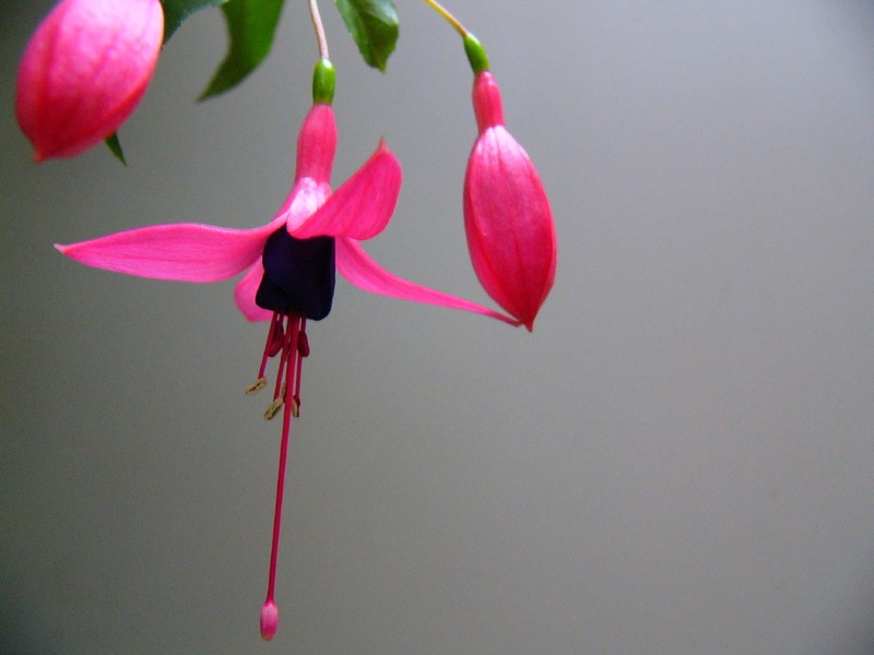 pink, nature, flower, hd, 720P, fuchsia, purple