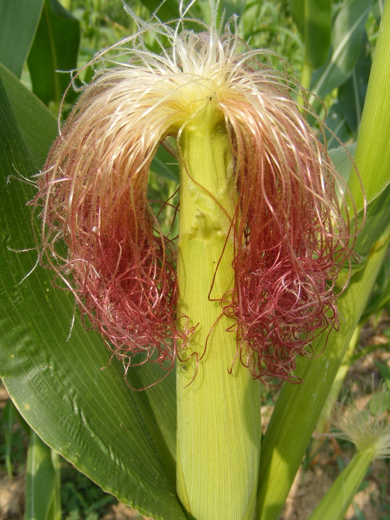 corn, vulnerability, focus on foreground, nature, fragility, softness, freshness, plants, flowering plant, raw, flower, hair, fuchsia, beauty in nature