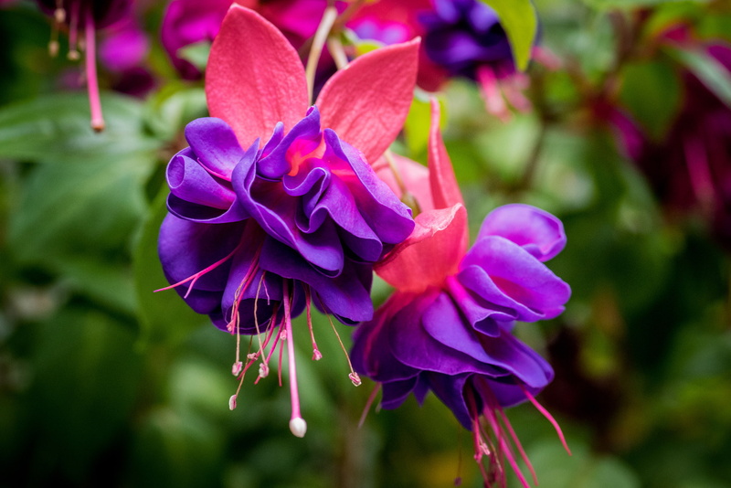 1080P, purple, pink, petaled, fuchsia, macro, flowers