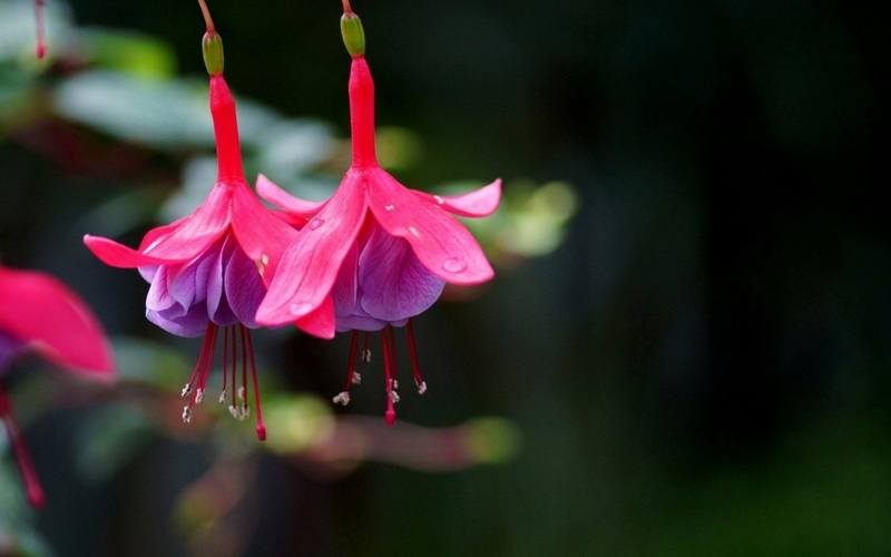 pollen, outdoors, rain, nature, wet, springtime, no people, close-up, fragility, growth, dew, flower, vulnerability, petal, water, Flowers, 1080P, freshness