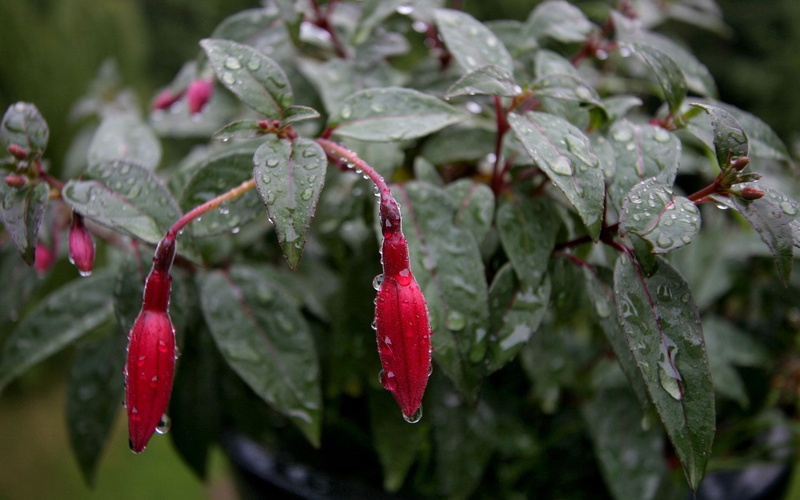 beauty in nature, fuchsia, red, nature, ripe, growth, focus on foreground, 1080P, outdoors, wet, rain, flower, close-up, flowers, no people, food and drink