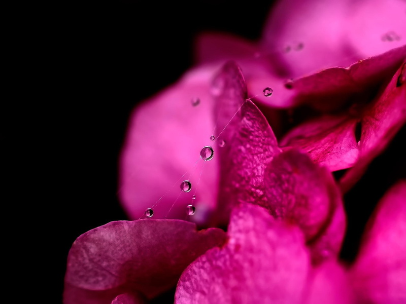 beauty, petals, beautiful, 3d and abstract, flowers, flower, pink, petaled, bold, 1080P, close up, fuchsia, hot pink