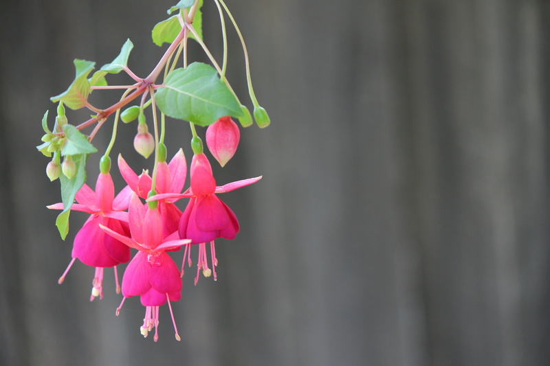 fragility, botany, postcard, plant part, beauty in nature, pink, blossom, botanical, outdoors, romantic, nature, flower head, flora, petals, leaf, no people