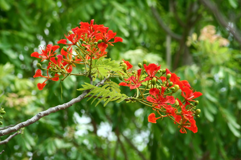 green color, tropical, bright, blooming, natural, africa, nature, tree, exotic, flowering plant, daylight, outdoors, plant, paradise, garden, head, red
