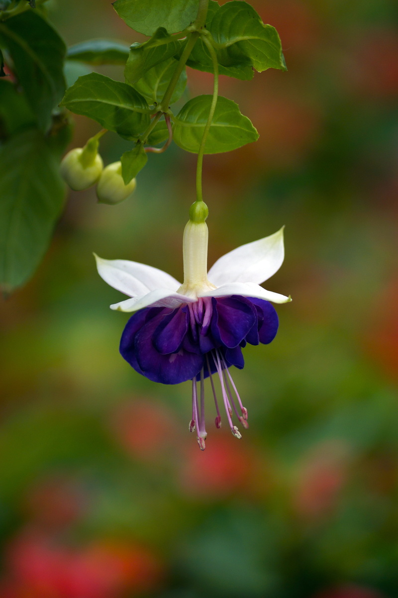 day, beauty in nature, spring, focus on foreground, selective focus, earring, 5K, nature, purity, purple, inflorescence, sepal, vulnerability, no people