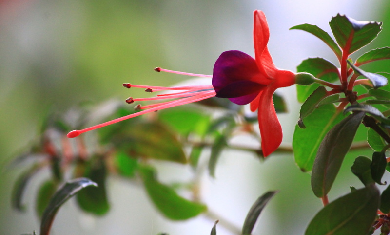 fuchsia, branch, botany, nature, 2K, flowering plant, plant, orchid, single Flower, freshness, pollen, pink Color, close-up, summer, leaf, green Color