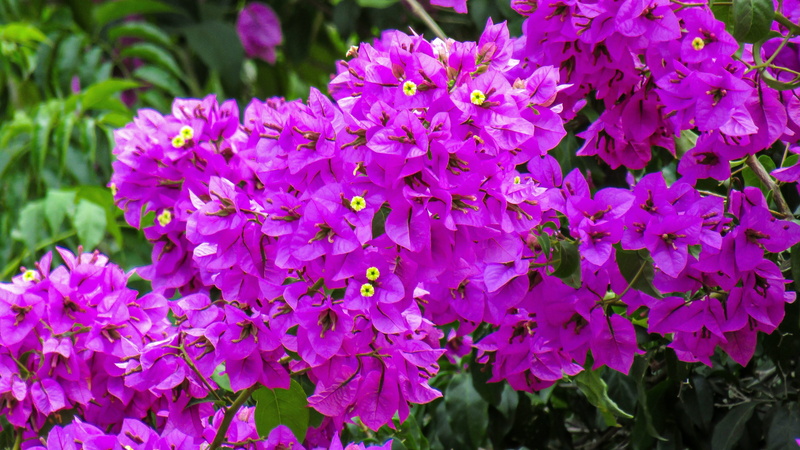 fuchsia, springtime, purple, botany, blossom, flowers, fragility, flower head, focus on foreground, color, garden, freshness, lilac, flowering plant, bougainvillea
