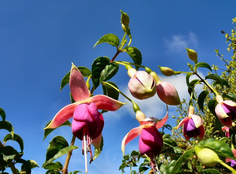 buds, flowers, 720P, pink, sky, stamens, fuchsia